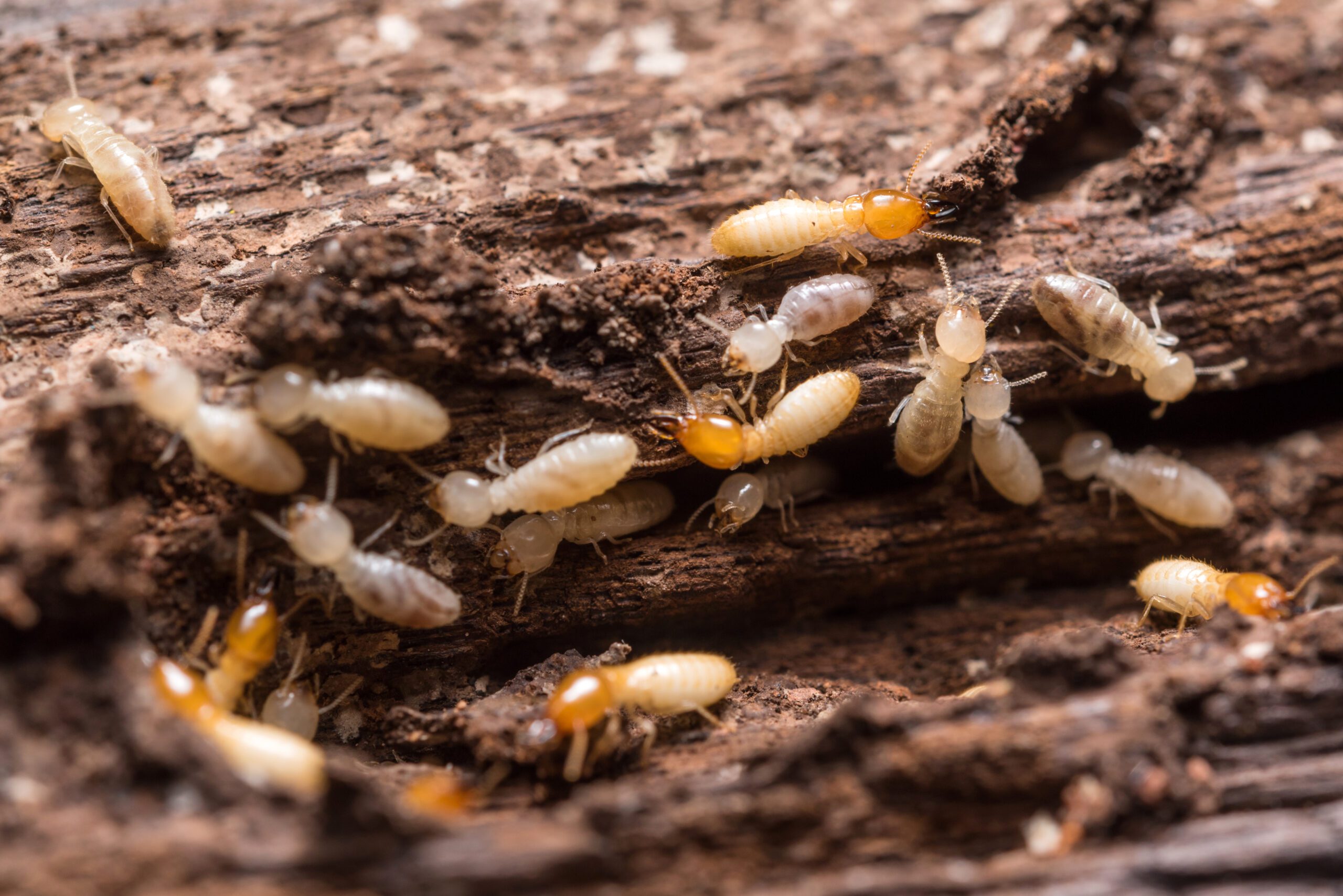 How Moisture Management Prevents Wood-Destroying Insects - Evo Pest Control