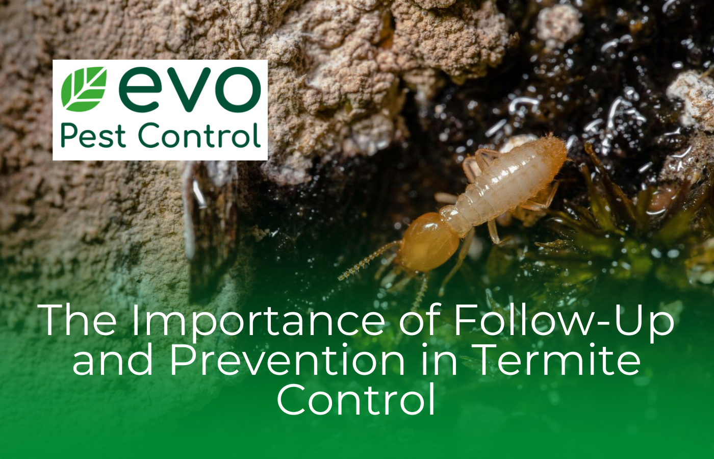 The Importance of Follow-Up and Prevention in Termite Control - Evo ...